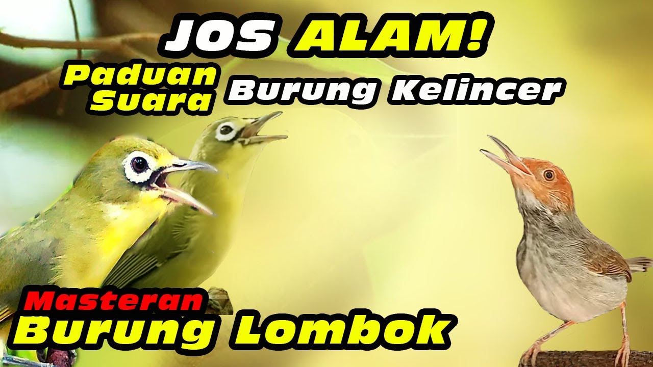 Masteran Kecial Kuning Paduan Burung Kelincer #kecialkuninggacor #kecialkombok #kecialngejos