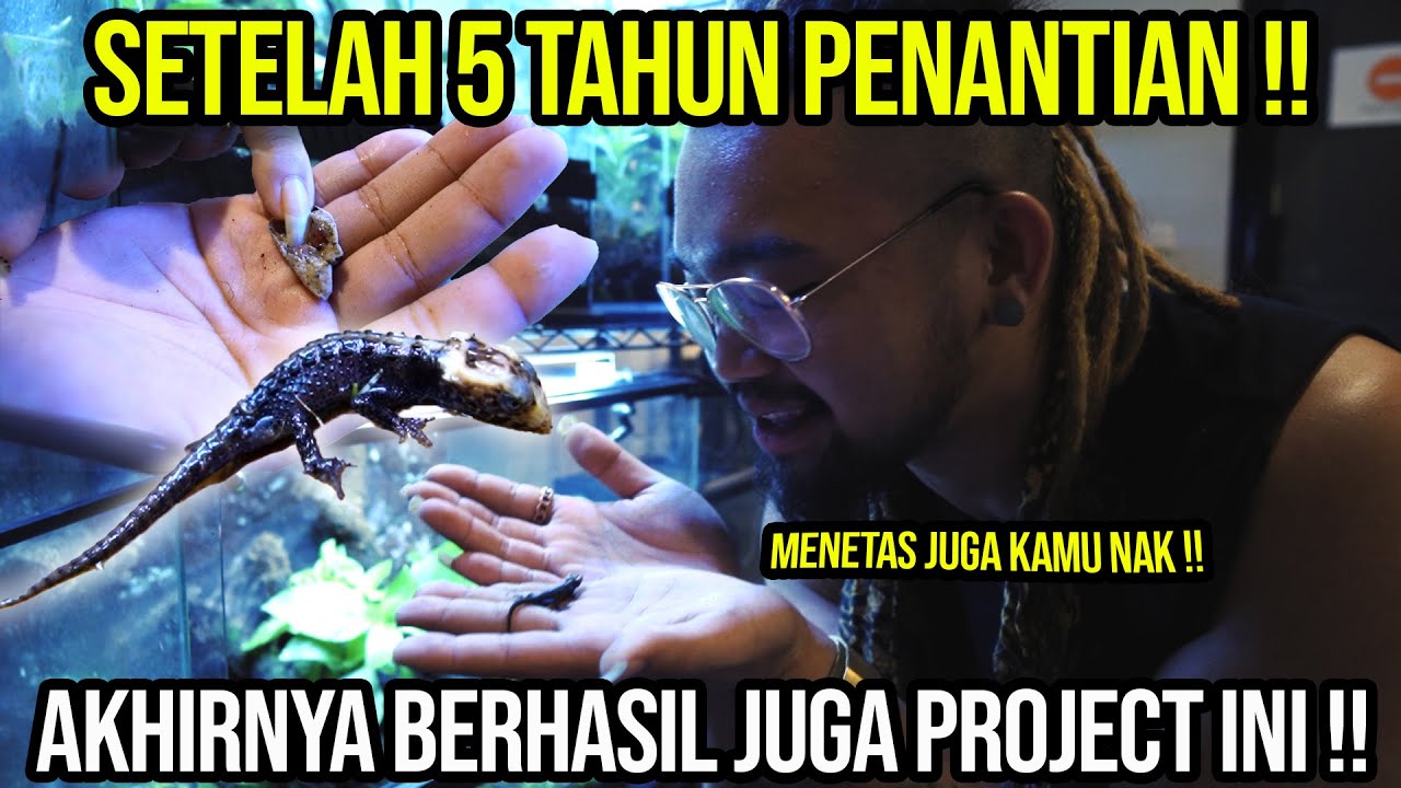AKHIRNYA !!! TELUR NAGA TOOTHLESS NETAS! MEMBUAHKAN HASIL !!! PENANGKARAN CROCODILE SKINK !!!
