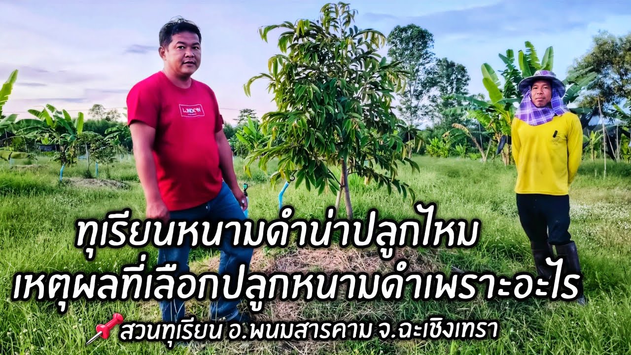 ทุเรียนหนามดำน่าปลูกไหม เหตุผลที่เลือกปลูกหนามดำเพราะอะไร