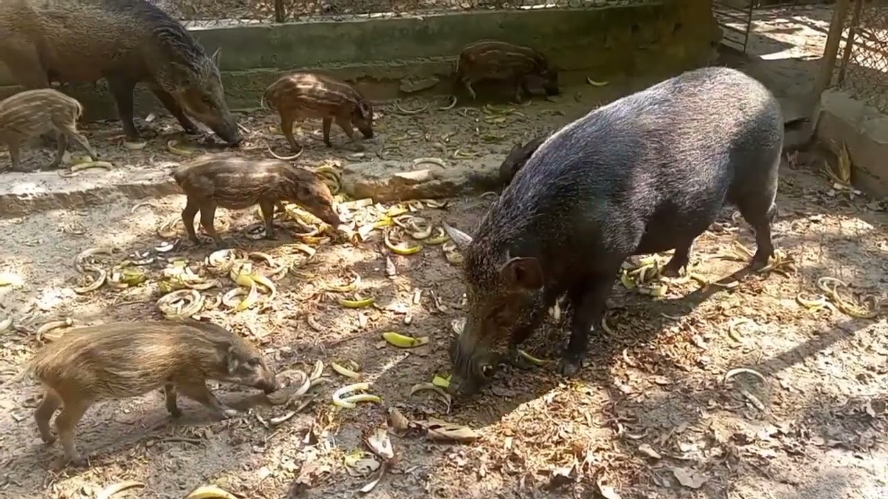 A family of wild boars is feeding