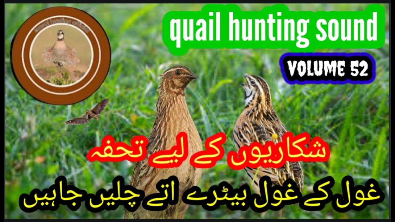 quail hunting sound #femalequailsound #birdsounds #commonquailsounds #,@Sawalhunting-sn9vs
