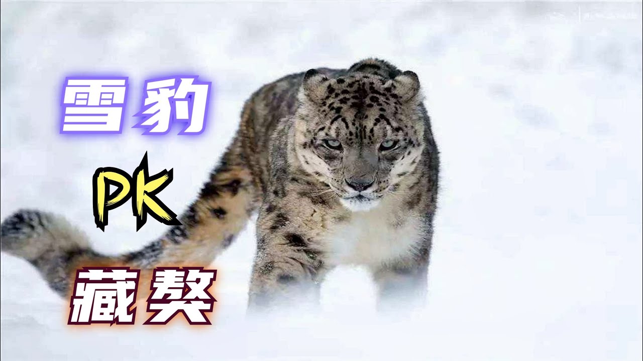 真實錄像，雪豹獨自面對藏獒群，全程無人類介入「Snow leopard」