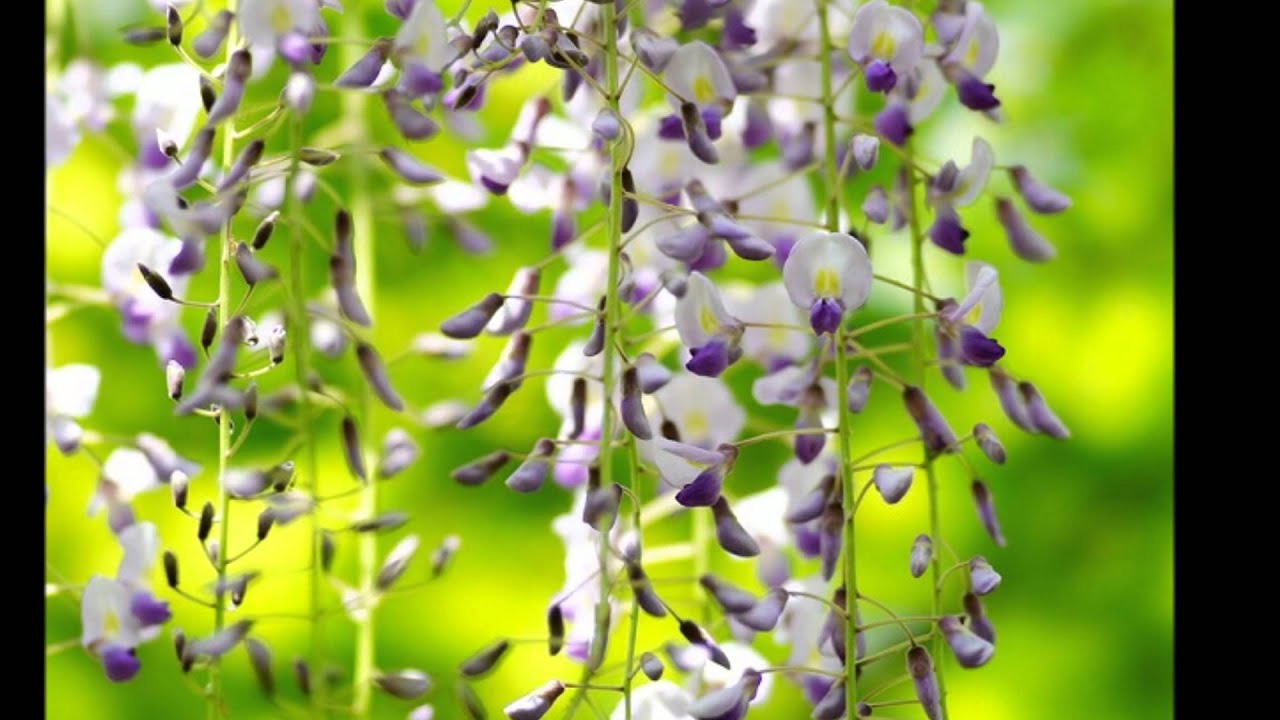 「春の土」宗次郎