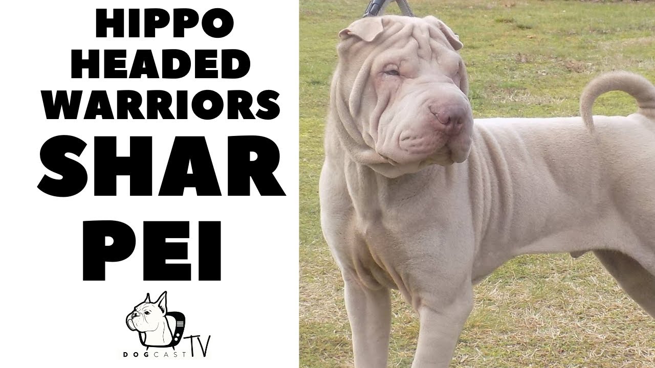 Hippo Headed Warriors - SHAR PEI Dog Breed! DogCastTV!