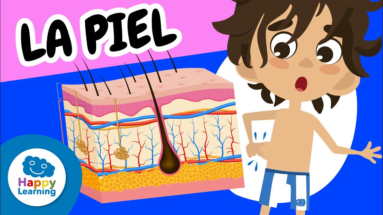😯LA PIEL: ¡El órgano más grande del cuerpo humano! | Vídeos Educativos para Niños @Happy Learning Español