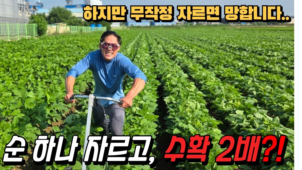 콩 수확량 늘리는 진짜 순치기 노하우 공개ㅣ리얼농부의 실전 농사