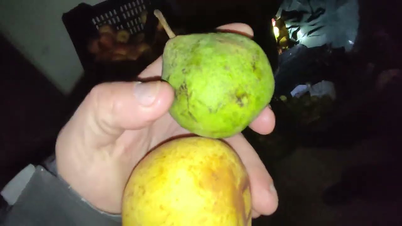 Soiuri de pere de iarna ,identificate de dl Ion Dumitrache 🍐 
