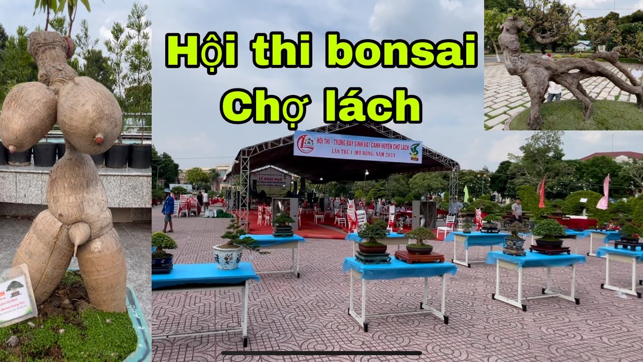 Hội thi triển lãm bonsai,huyện chợ lách bến tre , mở rộng lần thứ nhất có nhiều cây đẹp, lạ