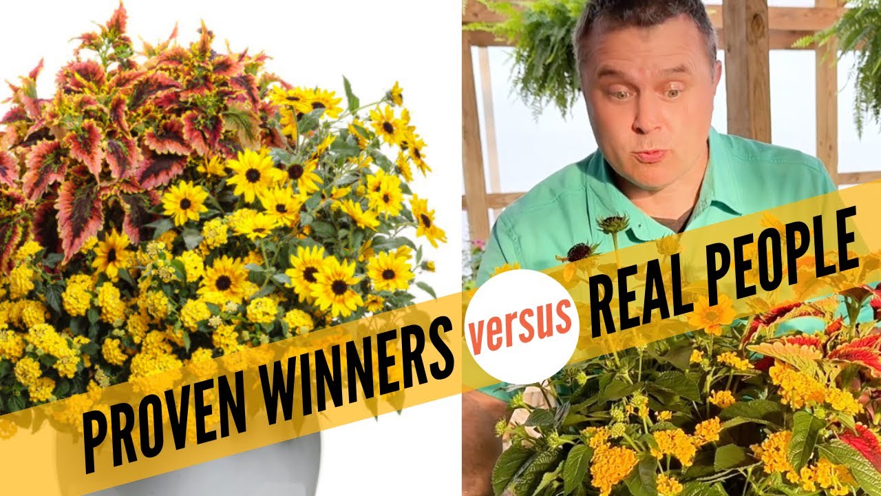 Proven Winners Photos vs Real People’s Containers
