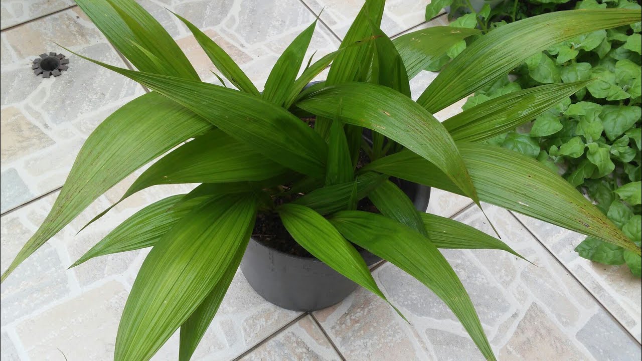 Como eliminar fungos da orquídea grapete, + dicas.