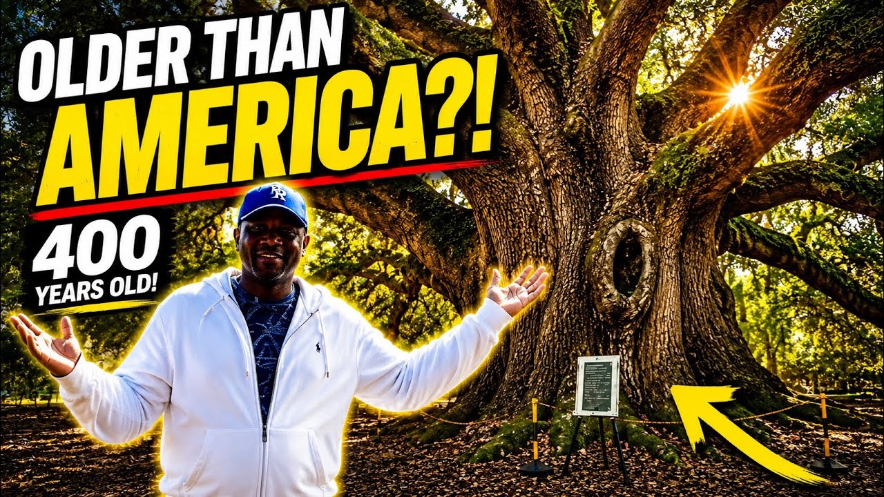 If This 400-Year-Old Tree Could Talk… The Angel Oak’s Untold Story | Charleston SC