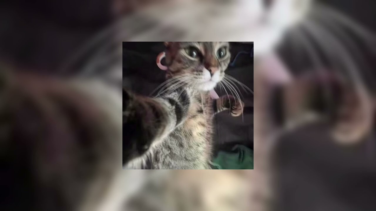 tricky disco party remix (Tik Tok version) slowed