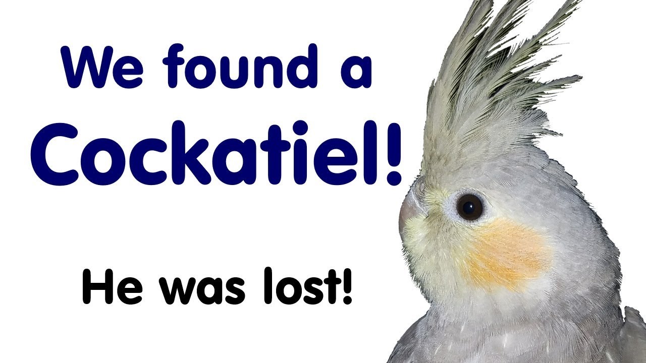 We Helped Rescue a COCKATIEL!