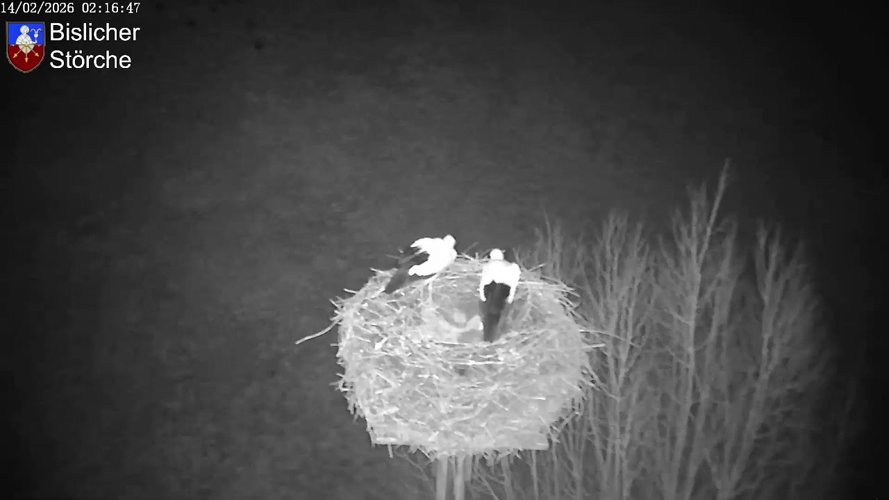 Livestream von Bislich Storch