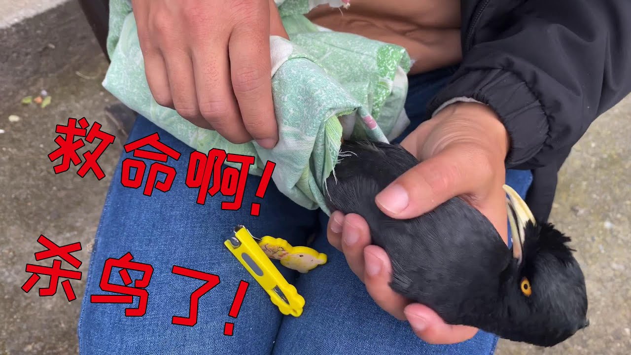 现在动物成精真可怕，主人好心给它剪指甲，又喊救命又骂主人【天下一场梦】