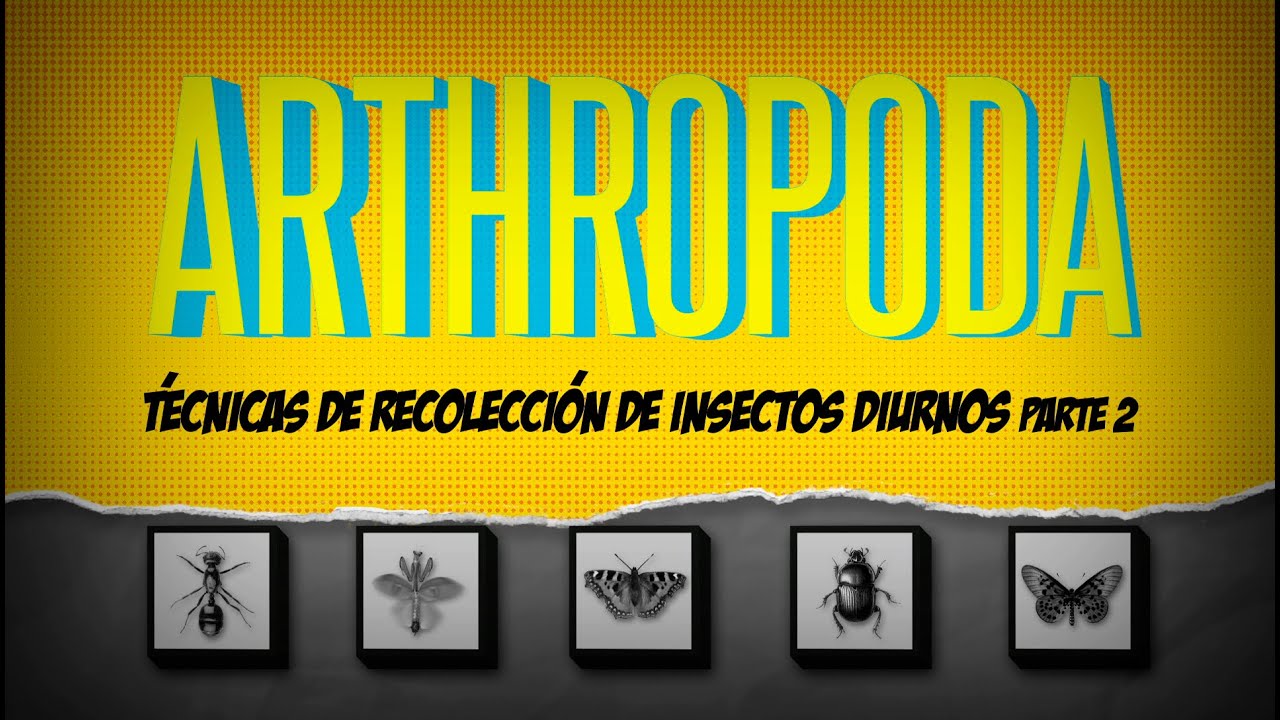 ARTHROPODA Capítulo 2, Técnicas de recolección de insectos diurnos parte 2