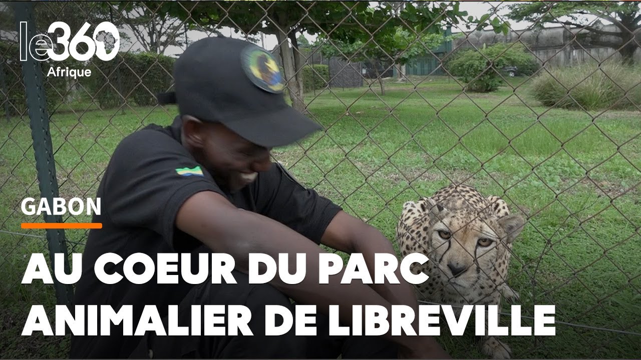 Panthères, pumas, tigres... le plein de sensations assuré au parc animalier de Libreville