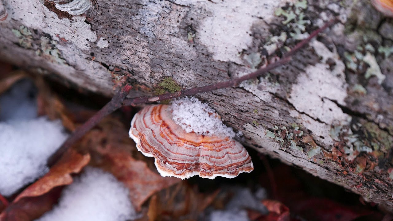 Identifying & Using Turkey Tail Fungi #turkeytail #mushroom #foraging