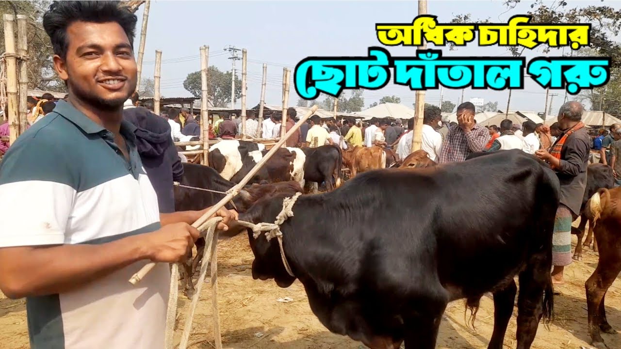 ১৬ ফেব্রুয়ারি ২০২৬ || আসছে কোরবানীর জন‍্য ছোট দাঁতাল গরুর দাম | cowmarket price