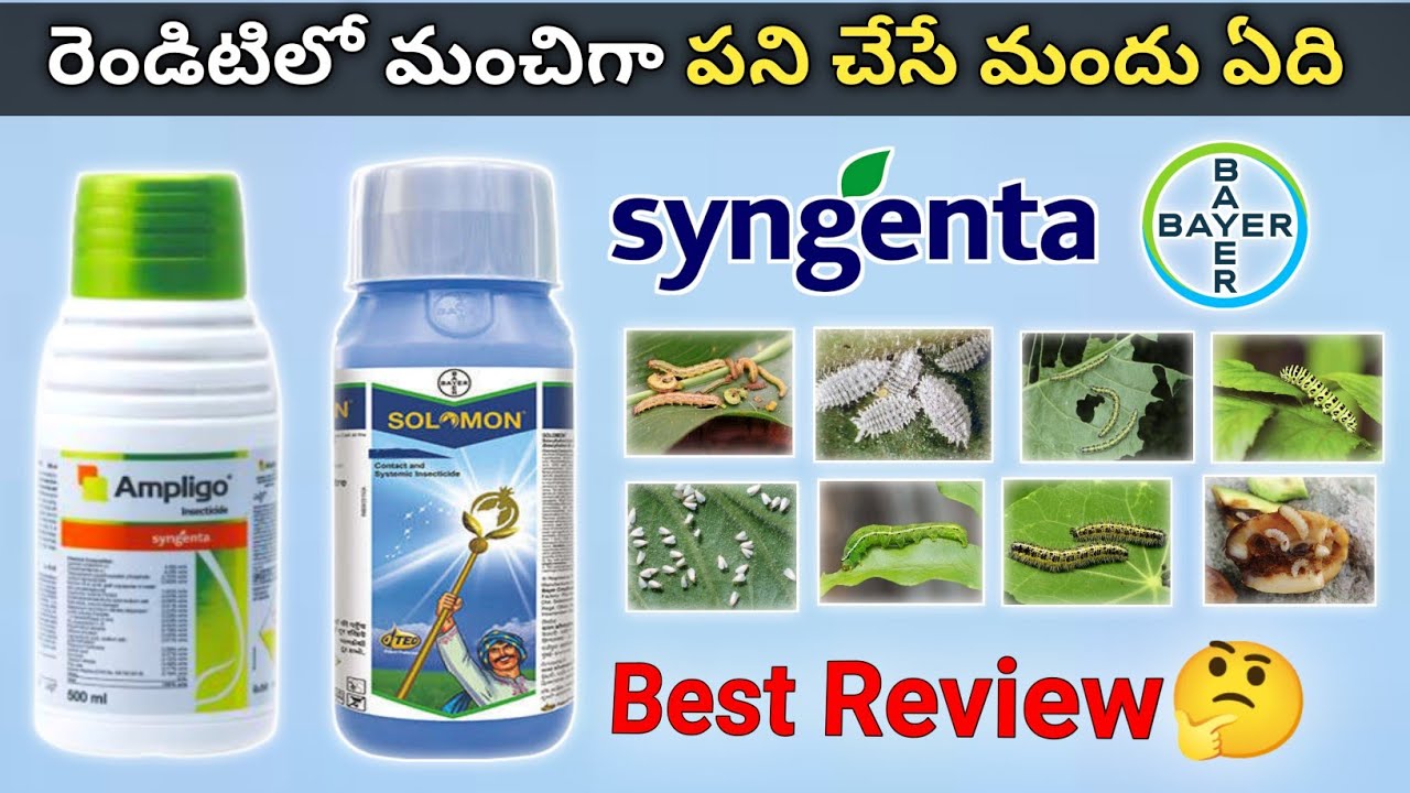 Syngenta Ampligo vs Bayer Solomon ఏది మంచిది | Mana kisan (మన రైతు)