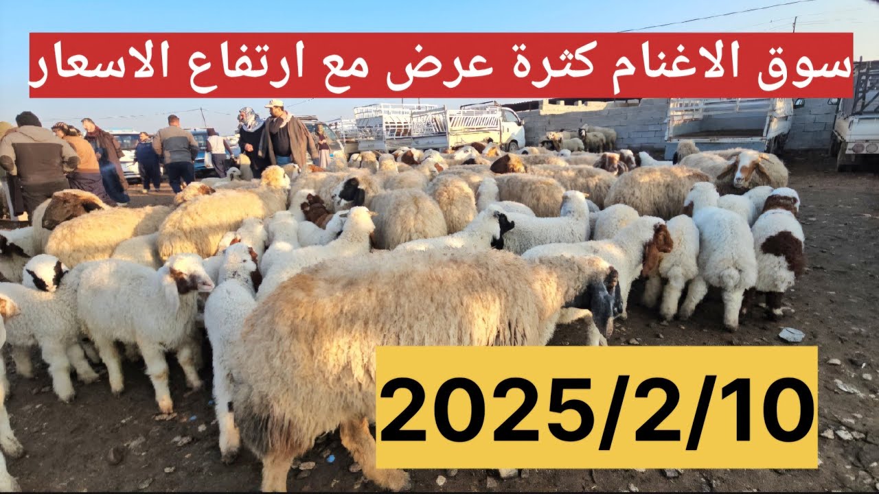 #سوق_الأغنام في العراق سوق محافظة ديالى وسط العراق