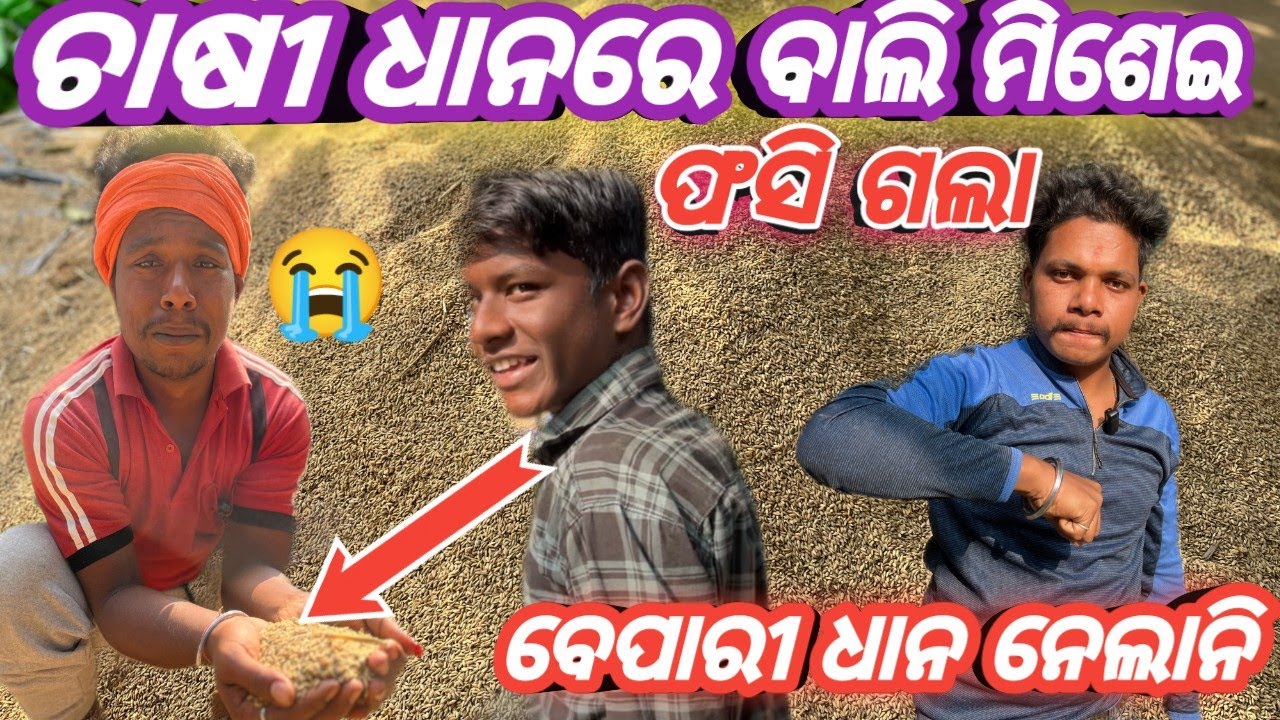 ଚାଷୀ ଧାନ ରେ ବାଲି ମିଶେଇ ଫସି ଗଲା/chasi dhanare bali misei fasi gala😭/#youtubevideo@BapunProduction2.0 