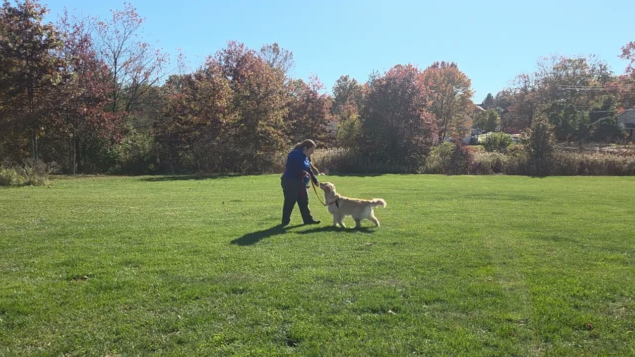 Ellie the Golden Retriever | Week 3 Recall Training with Dog Distractions | Best Paw Forward Dog