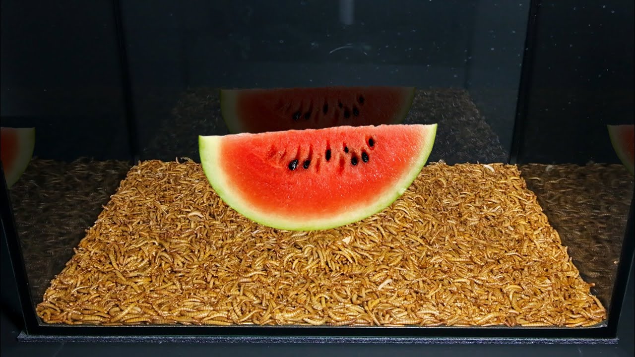 10000 Mealworms VS Watermelon Strawberry and Bread - Time Lapse [4K]