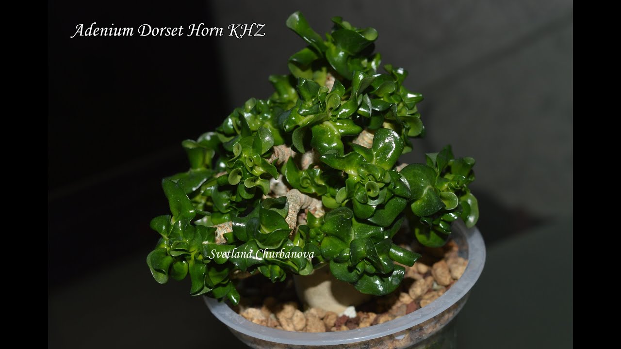 АДЕНИУМЫ DORSET HORN (Барашки). Секреты успешного выращивания из семян