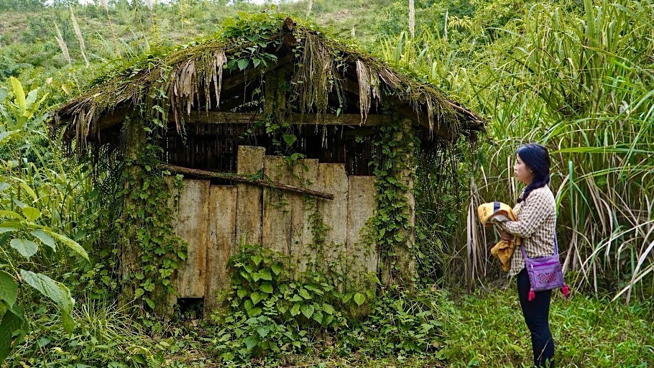 The Abandoned House in the Woods Saved the Life of a Single Mother — A Mother’s Return