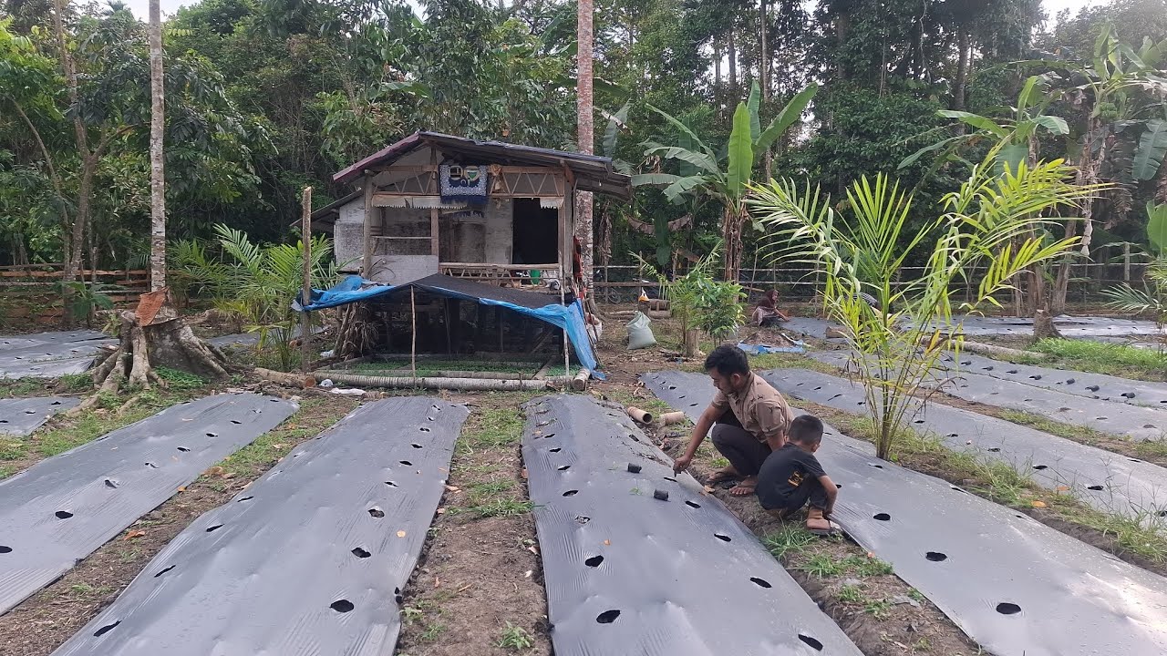 Kebun ahmad alam desa sudah mulai menanam cabe, azriel mulai nampak lagi.