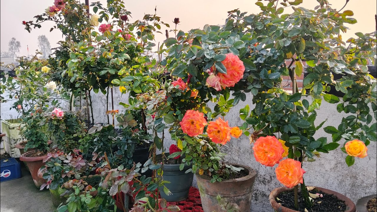 🌹 ROSE PLANT OVERVIEW | ROSE PLANT CARE | GROWING TIPS | गुलाब की देखभाल | #rose #roseplant