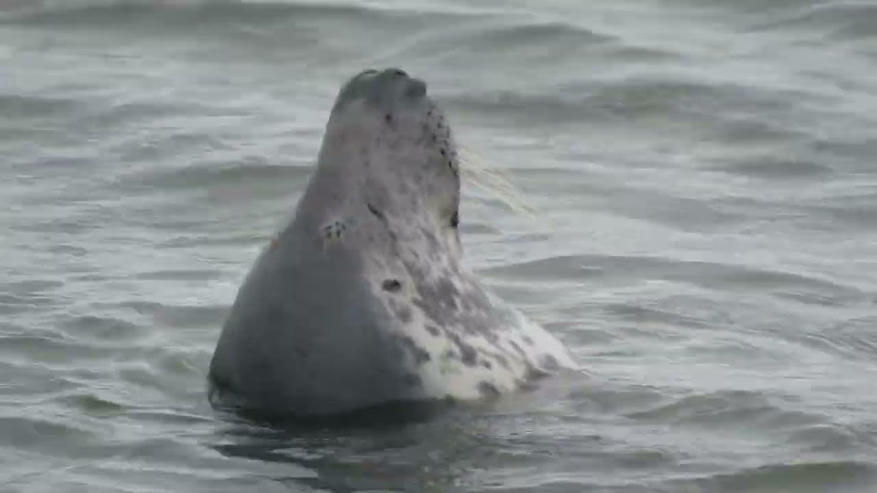 Seals at Hilbre Island, Wirral 13 Aug 2024