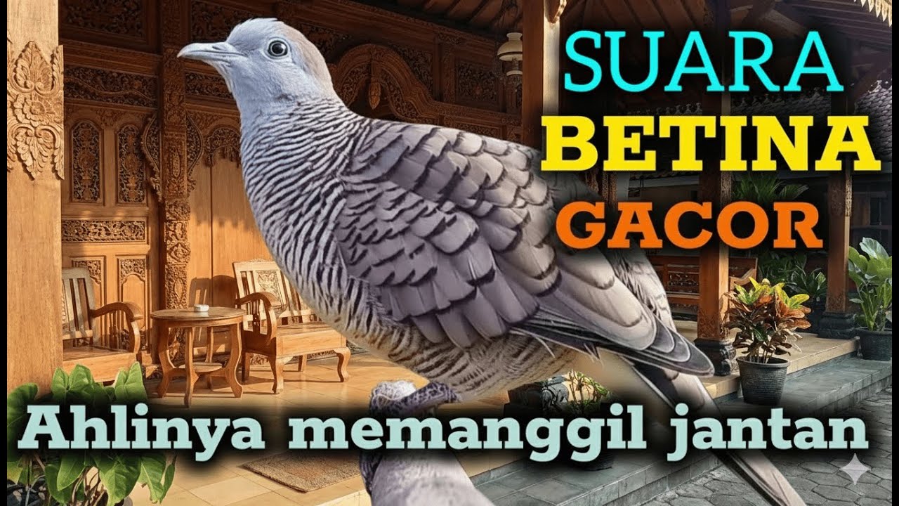 Pancingan perkutut betina memanggil jantan