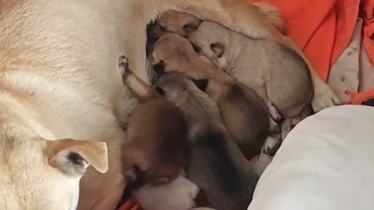 小狗在嘛嘛的怀抱里感受着嘛嘛的爱。The little dog feels its mom's love in her arms.