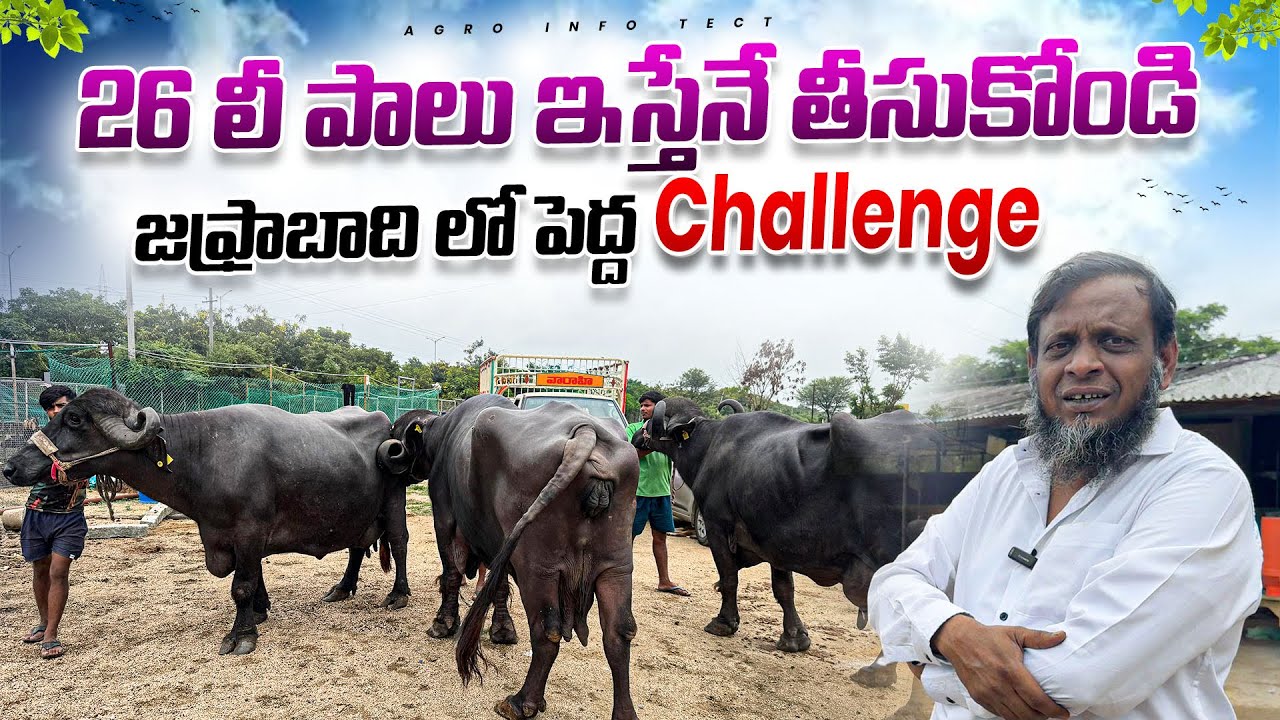 26 లీ పాలు జఫ్రాబాది గేదెల లో పెద్ద Challenge || Big Size Jafrabadi Buffalo in Mazhar Dairy Farm