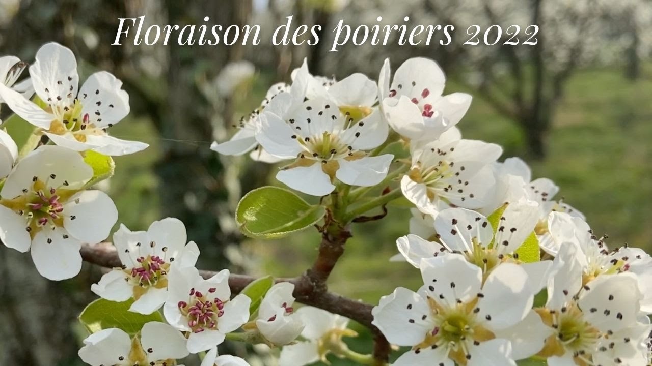 Floraison des poiriers 2022