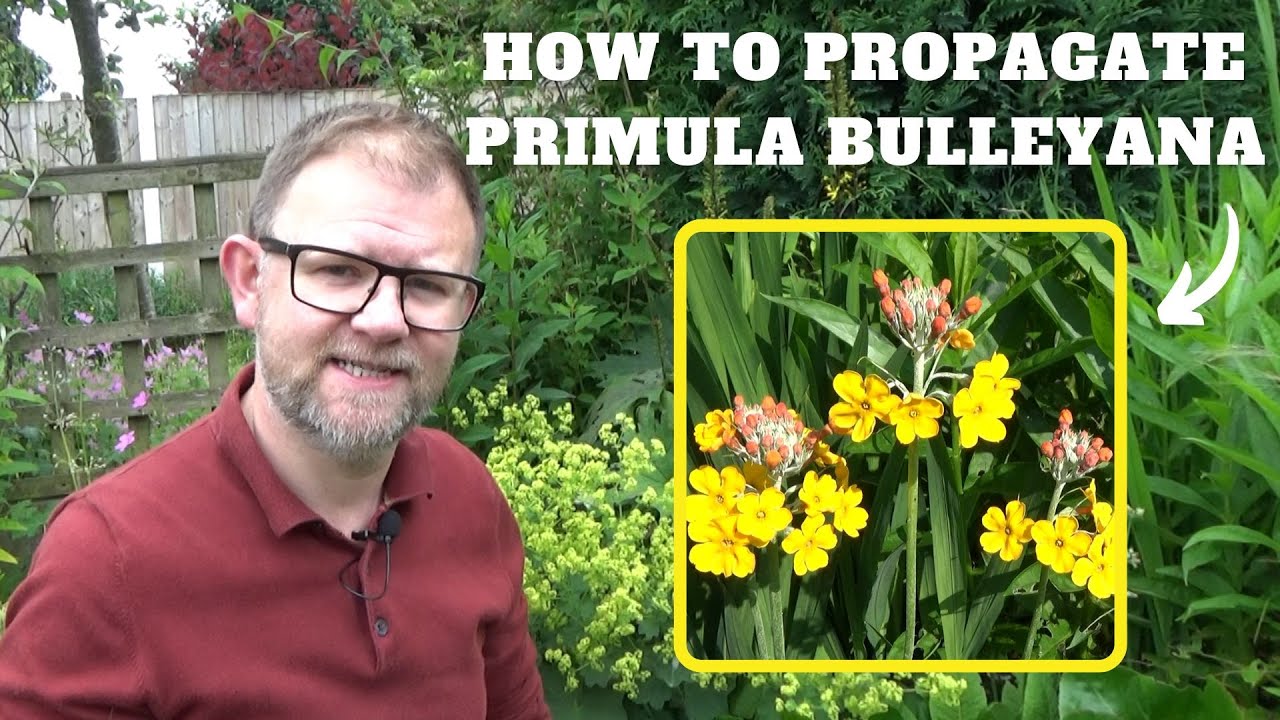 Propagating Primula bulleyana | How to Divide Primulas | How to Sow  & Grow Primulas from Seed