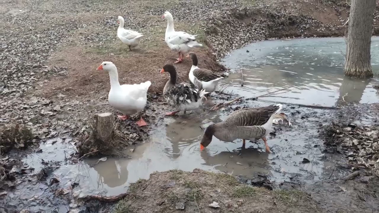 Kazların çiftlesme yumurtlama zamanları hakkında ufak bilgiler