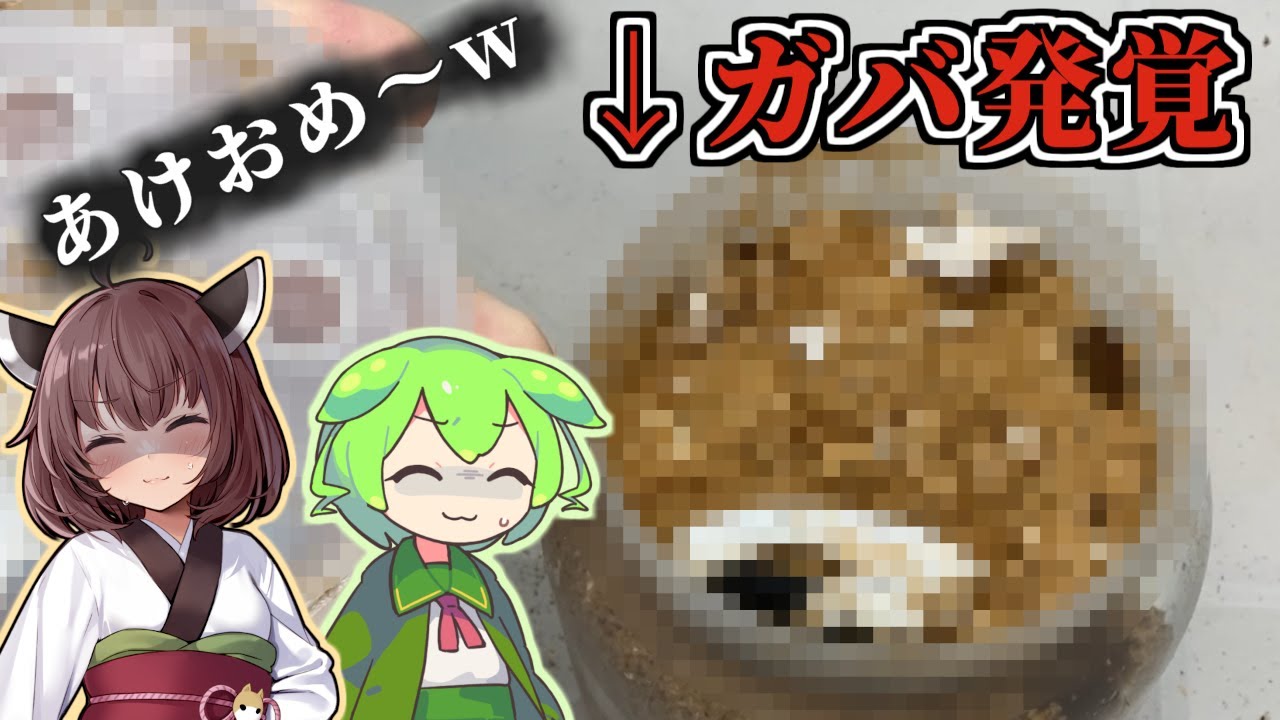 新年早々ガバるクワガタ飼育者