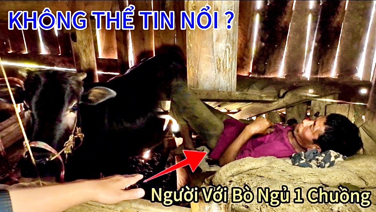 KHÔNG TIN NỔI, ÔNG CHÚ MẶC ĐỒ PHỤ NỮ HƠN 50 NĂM NGỦ CHUNG VỚI CON BÒ, XEM MÀ THƯƠNG