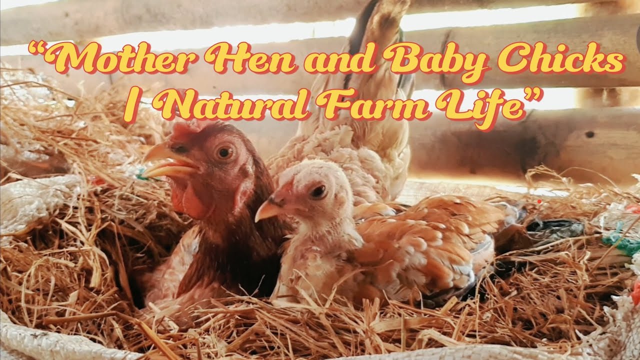 “Mother Hen and Baby Chicks | Natural Farm Life”