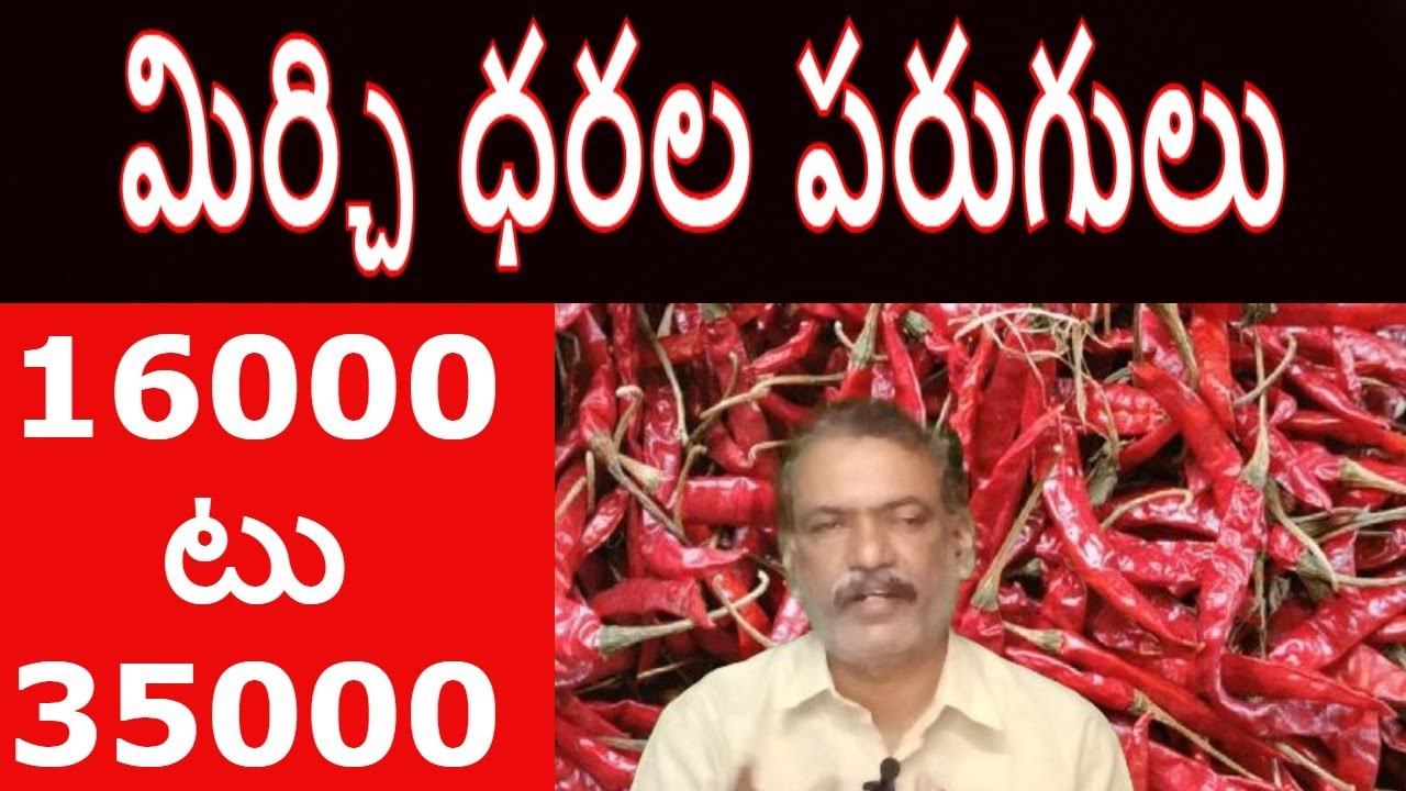 Mirchi Market Report || Teja Mirchi Rate Byadigi Mirchi Dhara Guntur Mirchi Yard Report Anna KVR