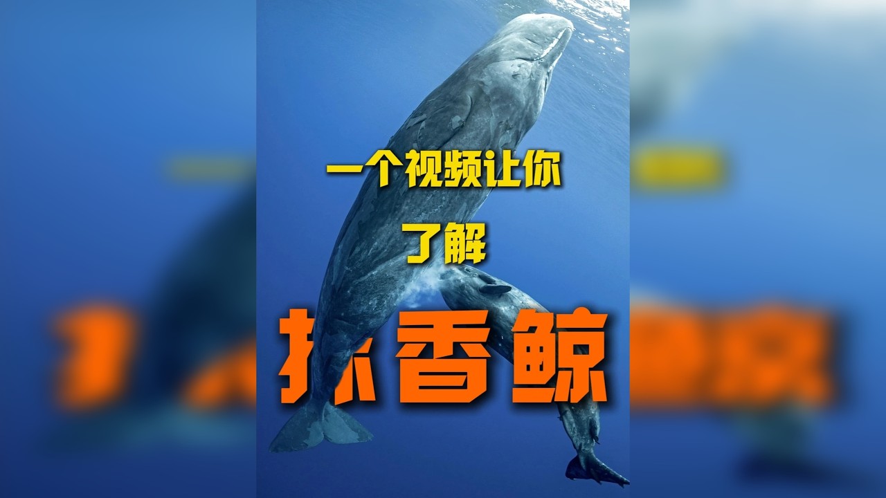 你对抹香鲸了解多少？今天一个视频让你知道抹香鲸的一切！