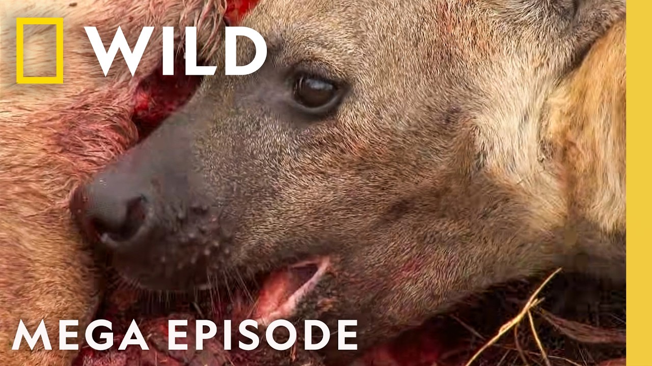 Vicious Animal Showdowns | Animal Fight Night S2 MEGA Episode | Nat Geo Animals