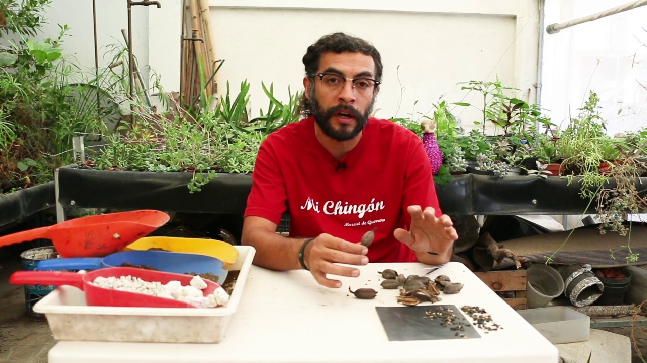 Cápsula 2 | ¿Cómo obtener un agave desde semilla?
