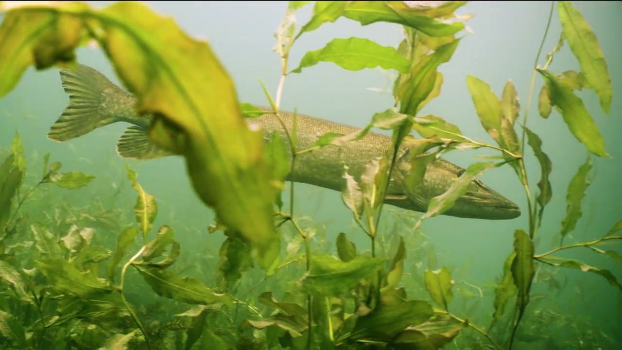 Northern Pike encounter in Put van Ekeren, Belgium.
