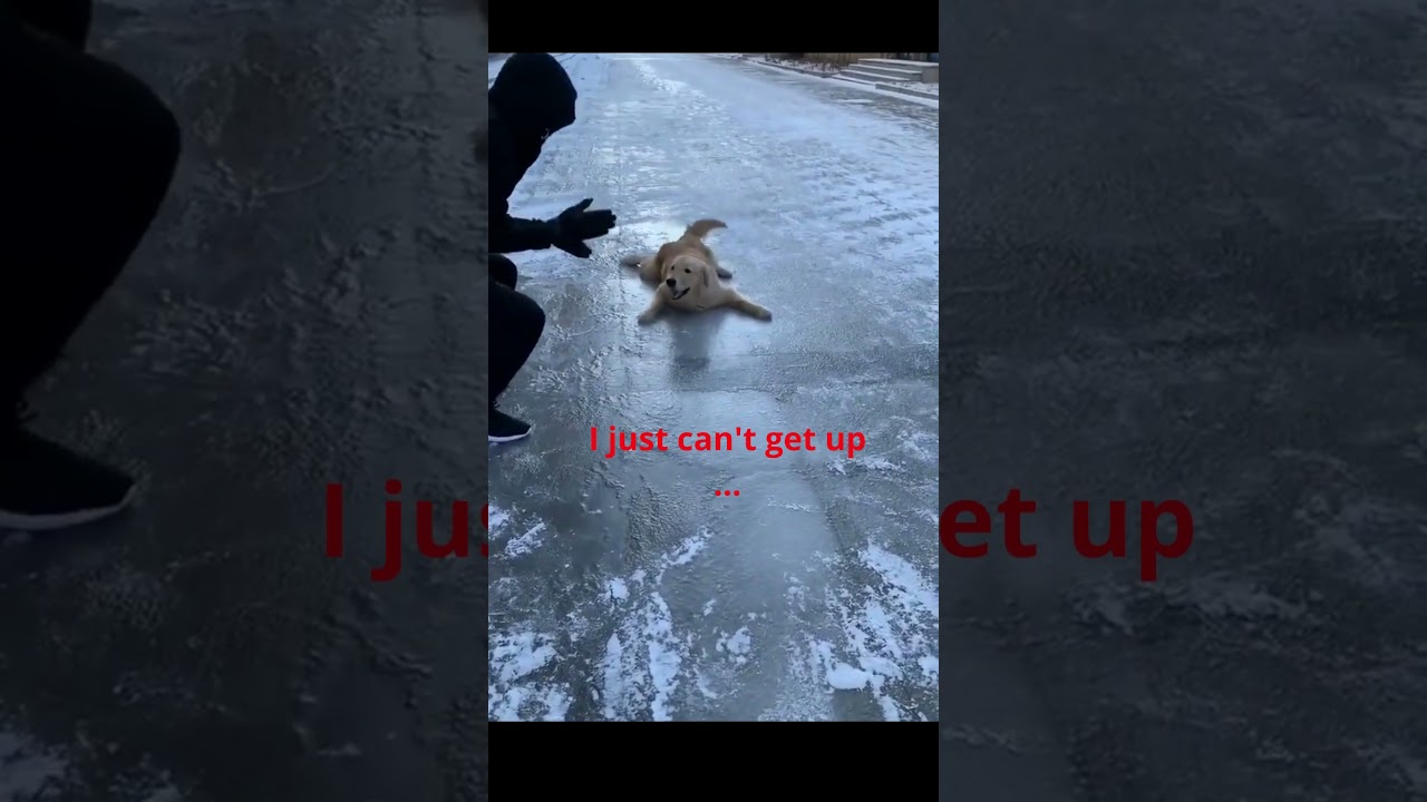 DOG IS STRUGGLING TO GET UP