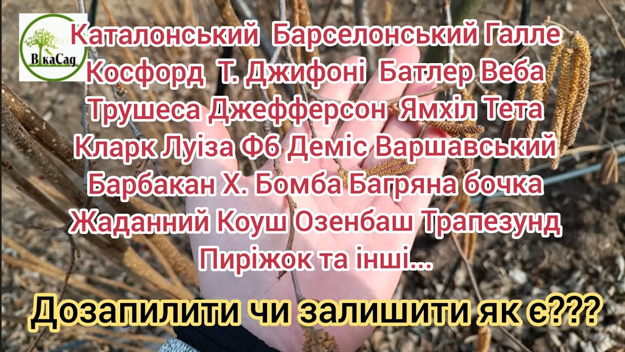 Огляд цвітіння жіночих квіток фундука різних сортів станом на 23.03.25. Штучне до запилення