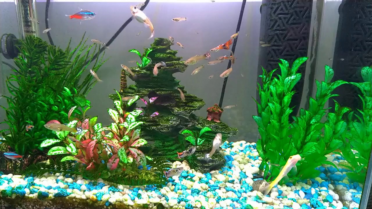Amtra acquario 30 lt. con Guppy e Neon
